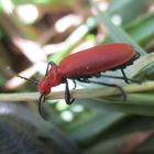 Pyrochroa serraticornis- rotköpfiger Feuerkäfer 