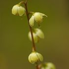 Pyrola chlorantha.