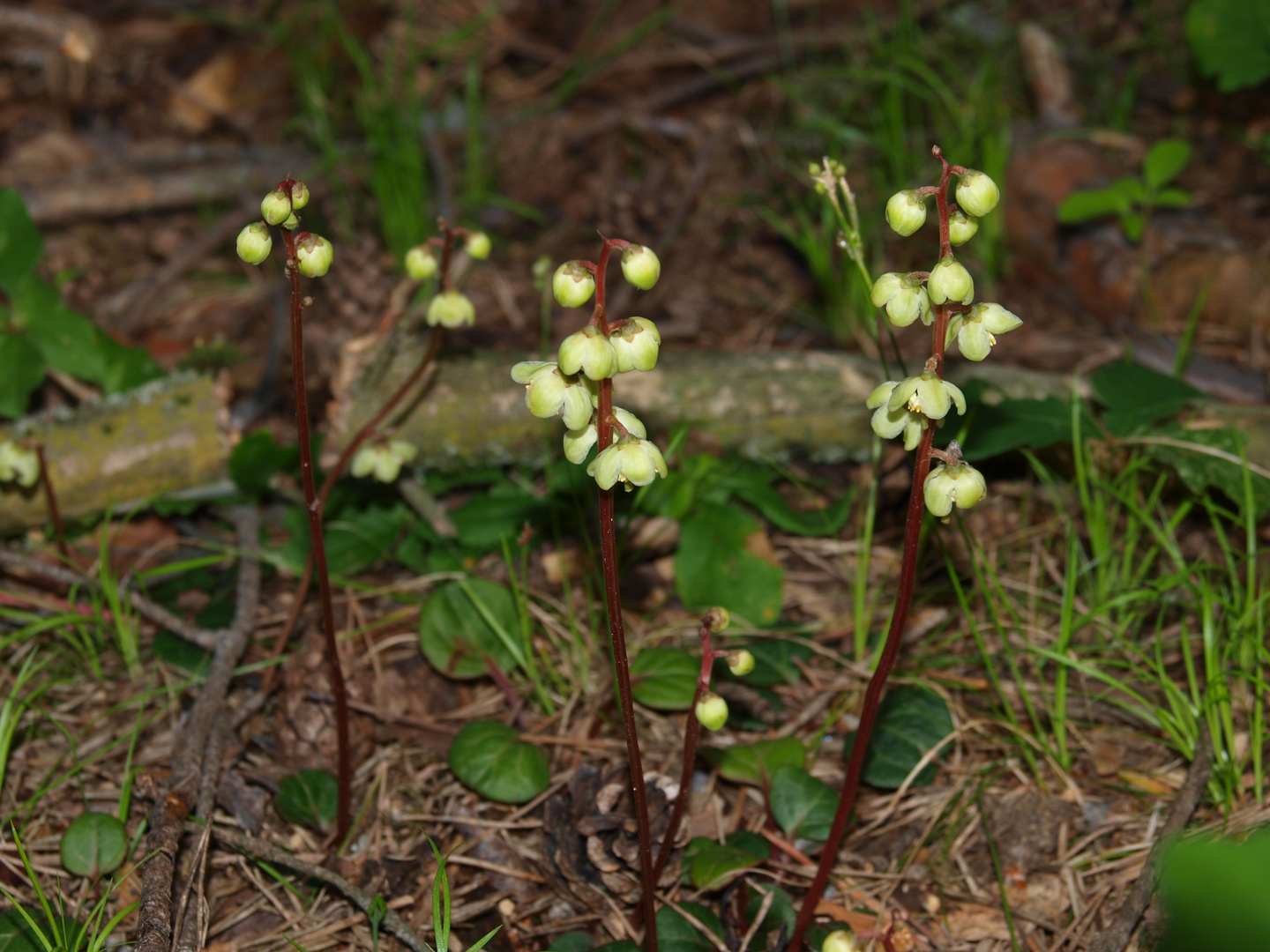 Pyrola Minor