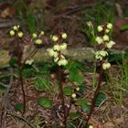 Pyrola Minor