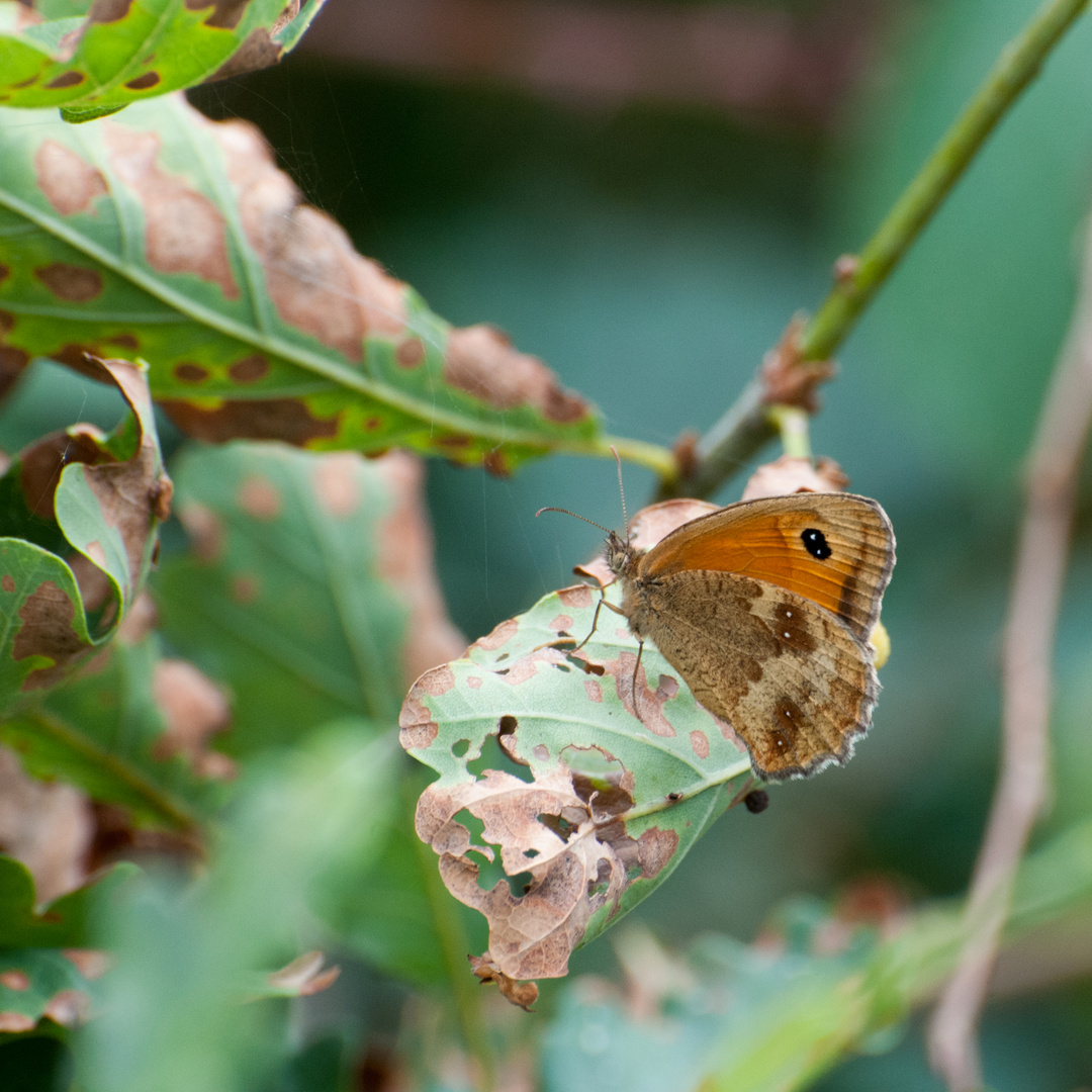 Pyronia tithonus