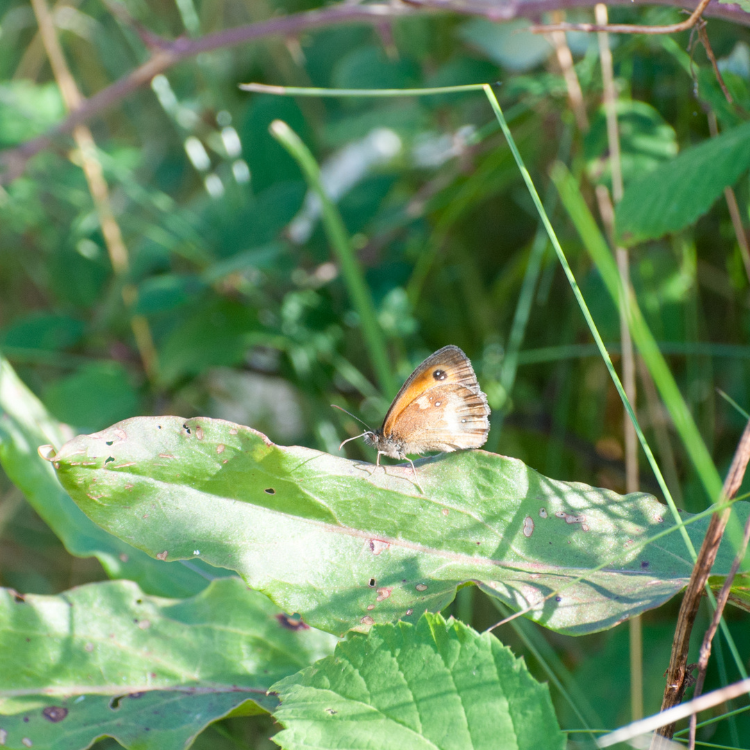 Pyronia tithonus