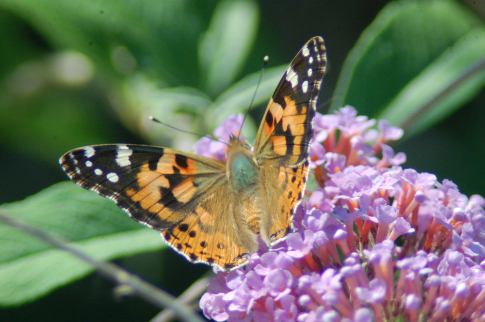 pyronia tithonus