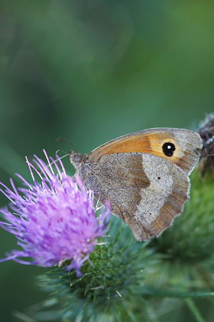 Pyronia tithonus