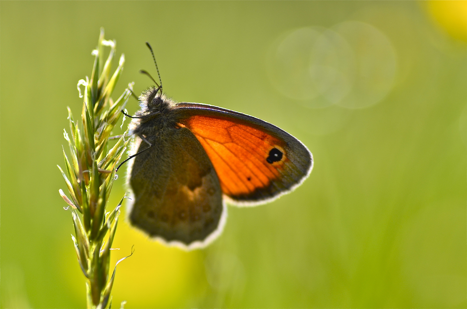 Pyronia tithonus al tramonto 