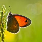 Pyronia tithonus al tramonto 