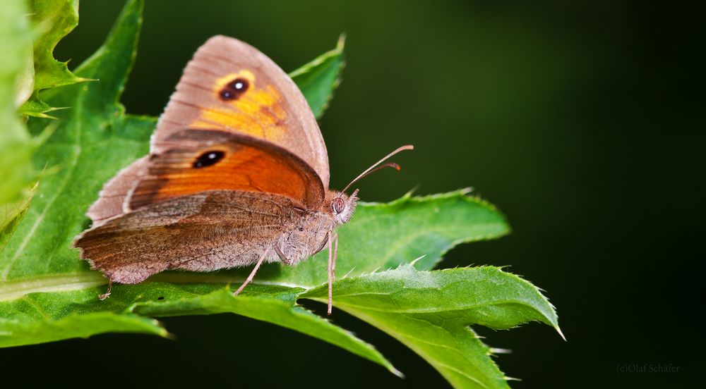 Pyronia tithonus