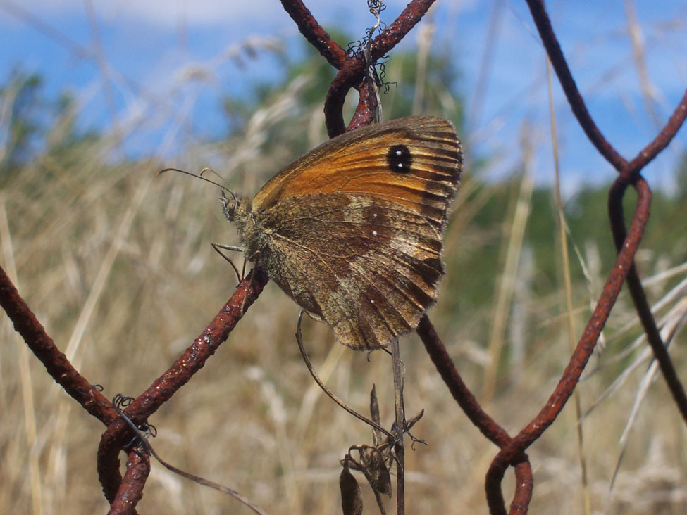 Pyronia tithonus