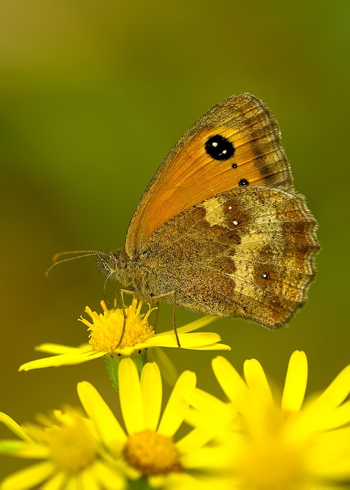 Pyronia tithonus