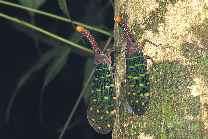 Pyrops intricata im Mulu Nationalpark