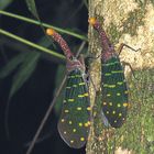 Pyrops intricata im Mulu Nationalpark