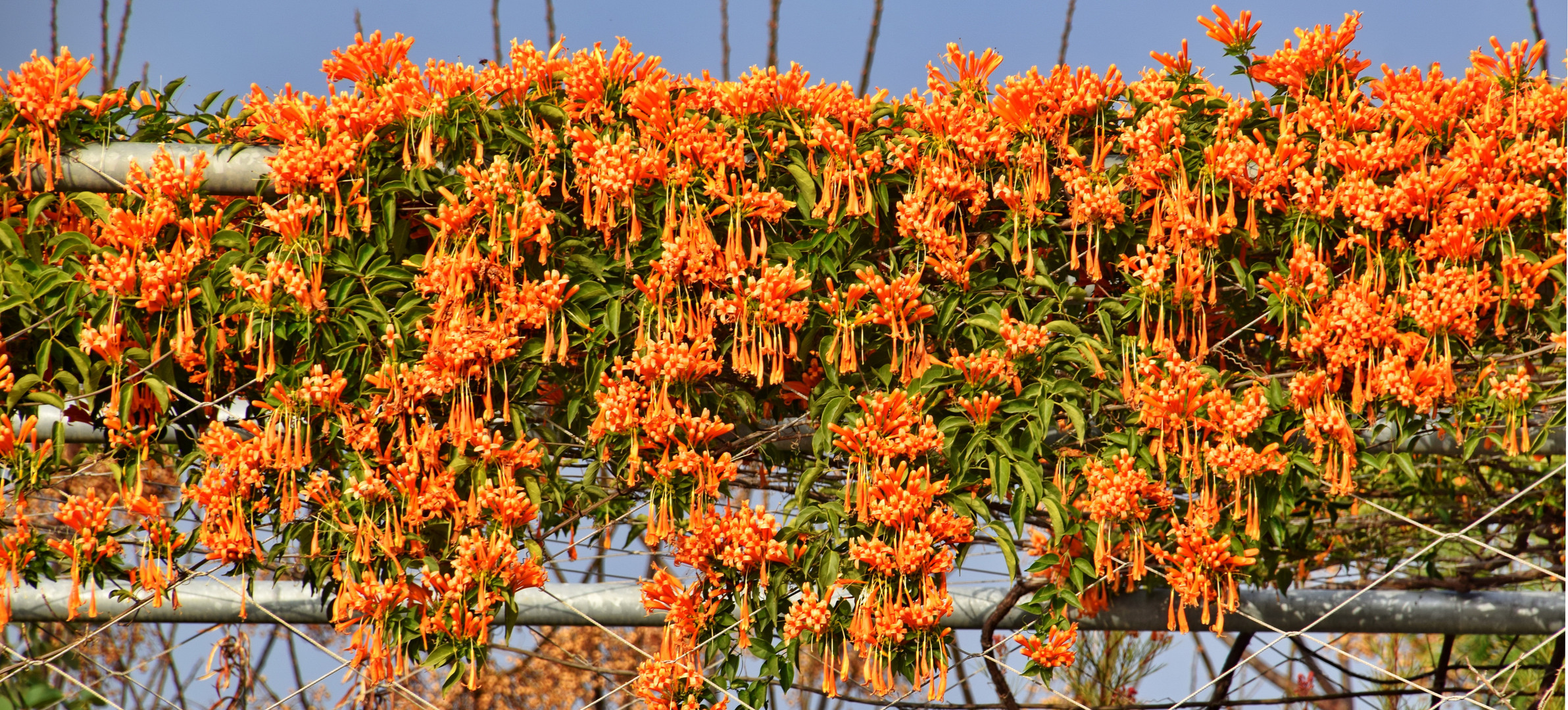 Pyrostegia venusta