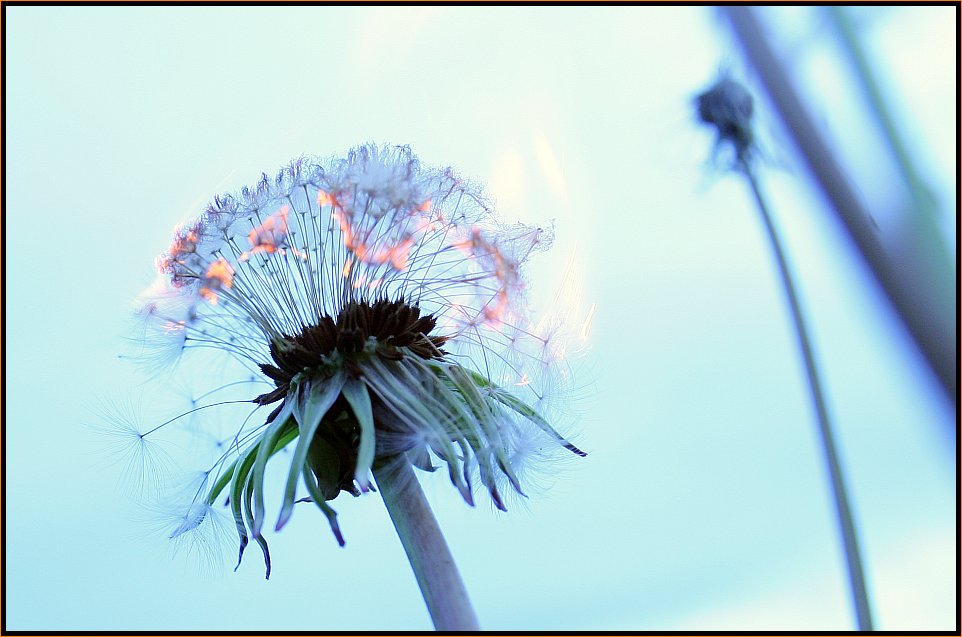 Pyrotaraxacum 3