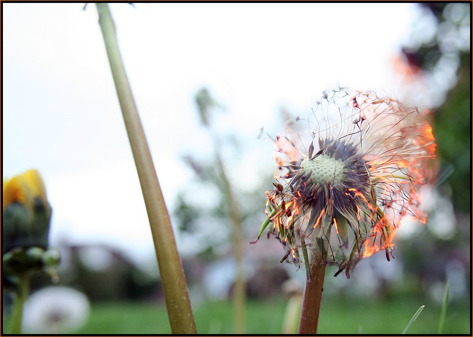 Pyrotaraxacum 4