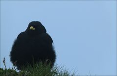 Pyrrhocorax graculus-Alpendohle