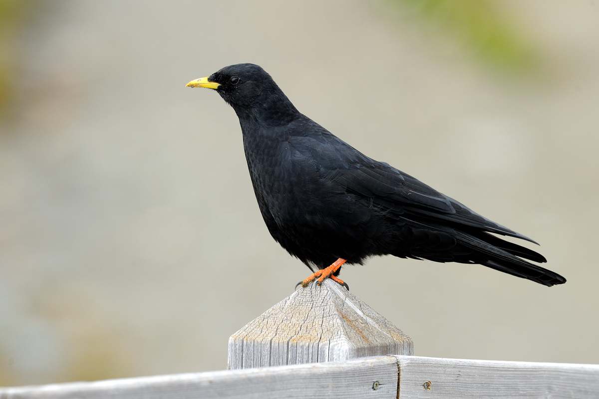 Pyrrhocorax graculus