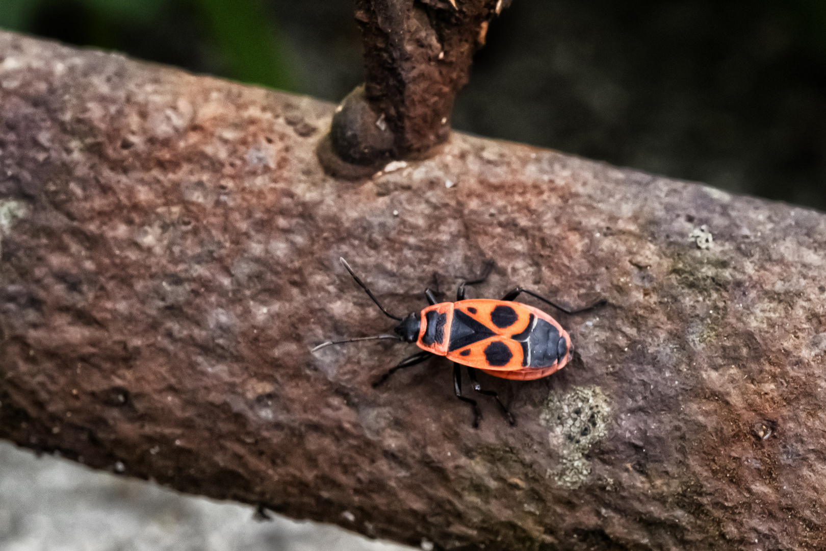 Pyrrhocoris apterus