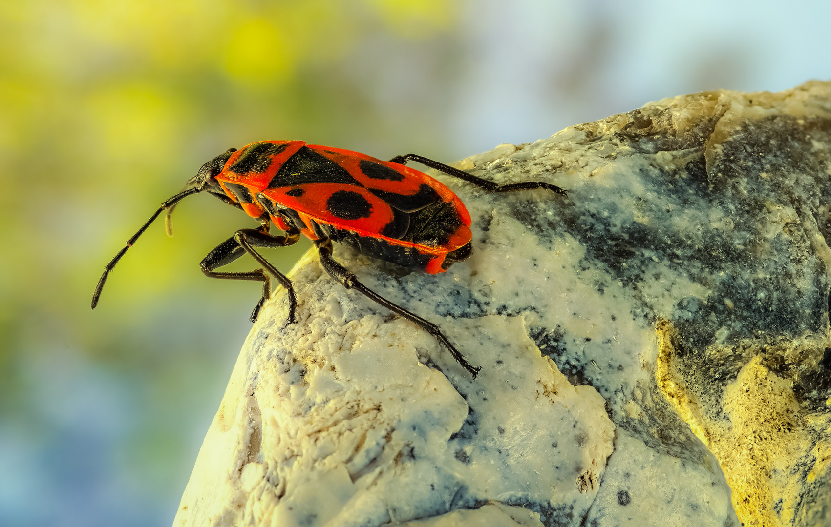 Pyrrhocoris apterus