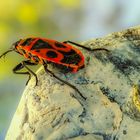 Pyrrhocoris apterus