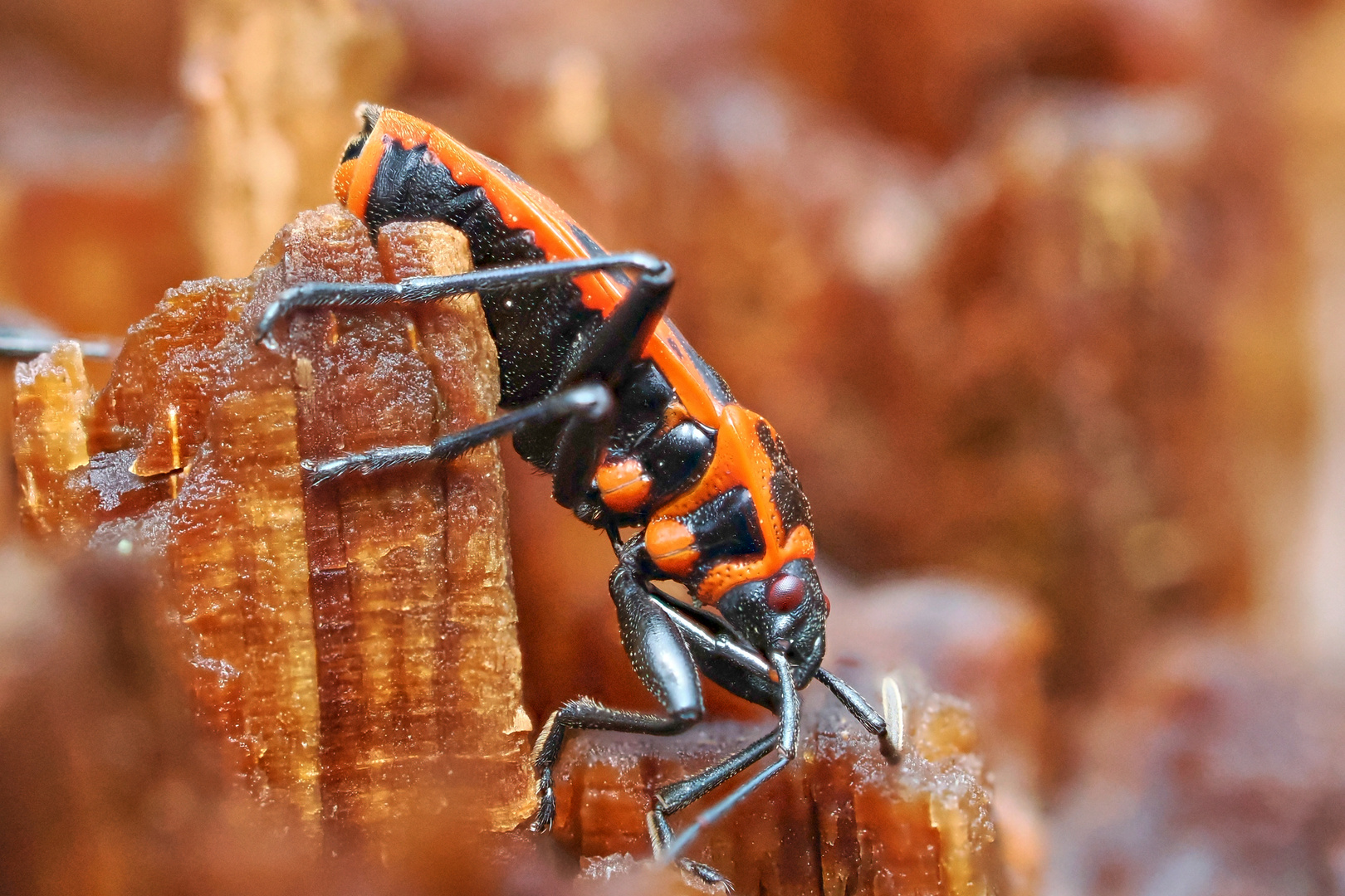 Pyrrhocoris apterus.............