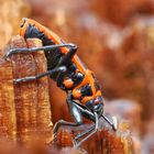 Pyrrhocoris apterus.............