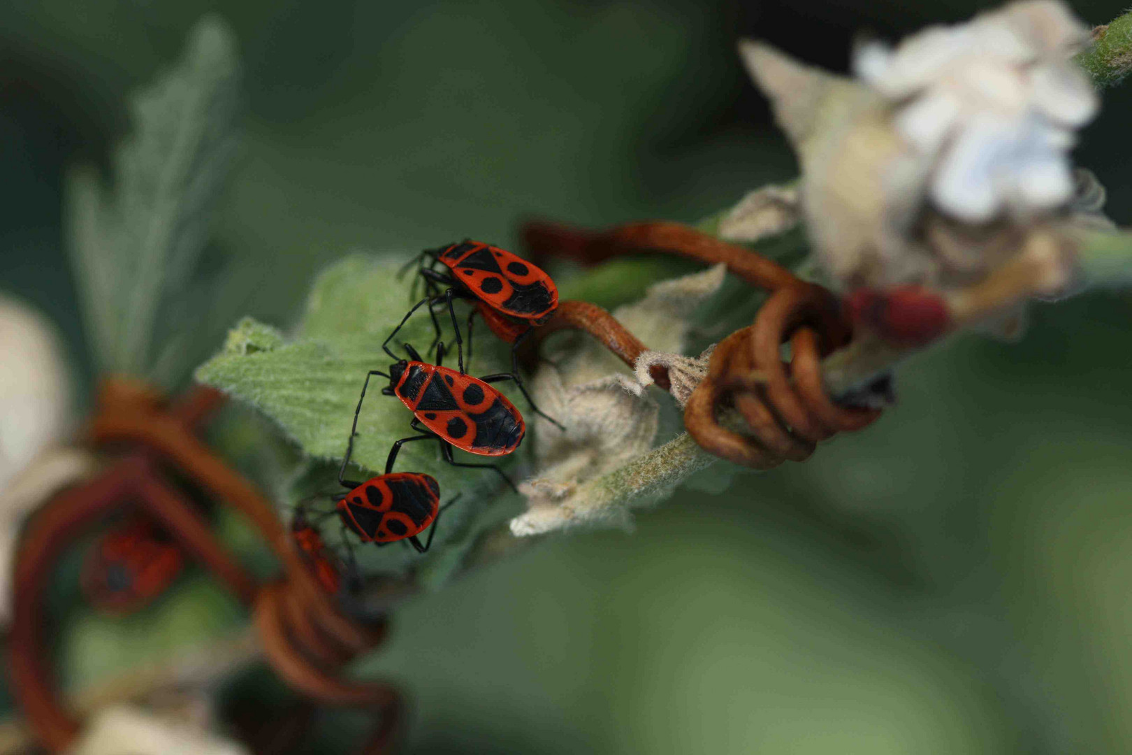 Pyrrhocoris apterus