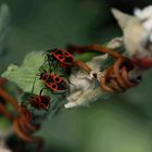 Pyrrhocoris apterus