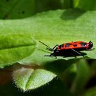 Pyrrhocoris apterus