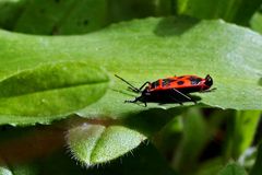 Pyrrhocoris apterus