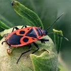 Pyrrhocoris apterus