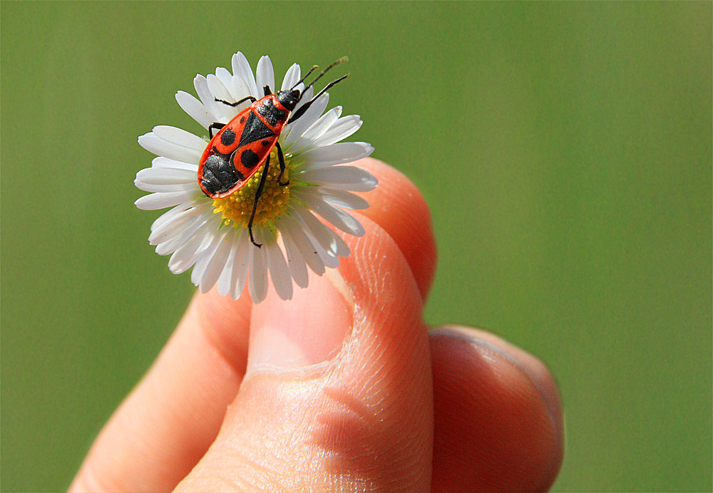 Pyrrhocoris apterus