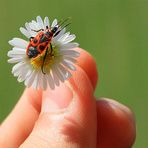 Pyrrhocoris apterus