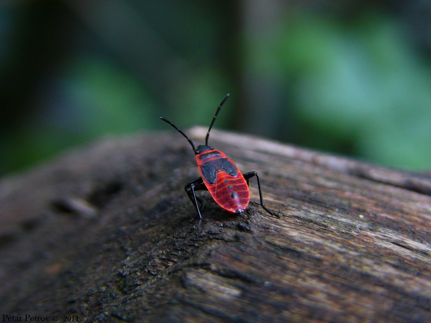 Pyrrhocoris apterus