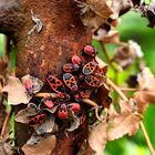 Pyrrhocoris apterus