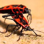 Pyrrhocoris apterus