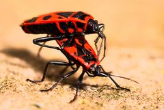 Pyrrhocoris apterus