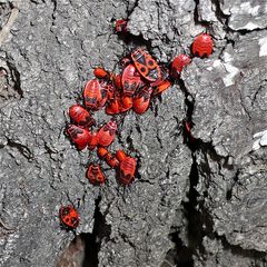 Pyrrhocoris apterus, die Feuerwanze