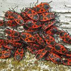 Pyrrhocoris apterus - Feuerwanzen