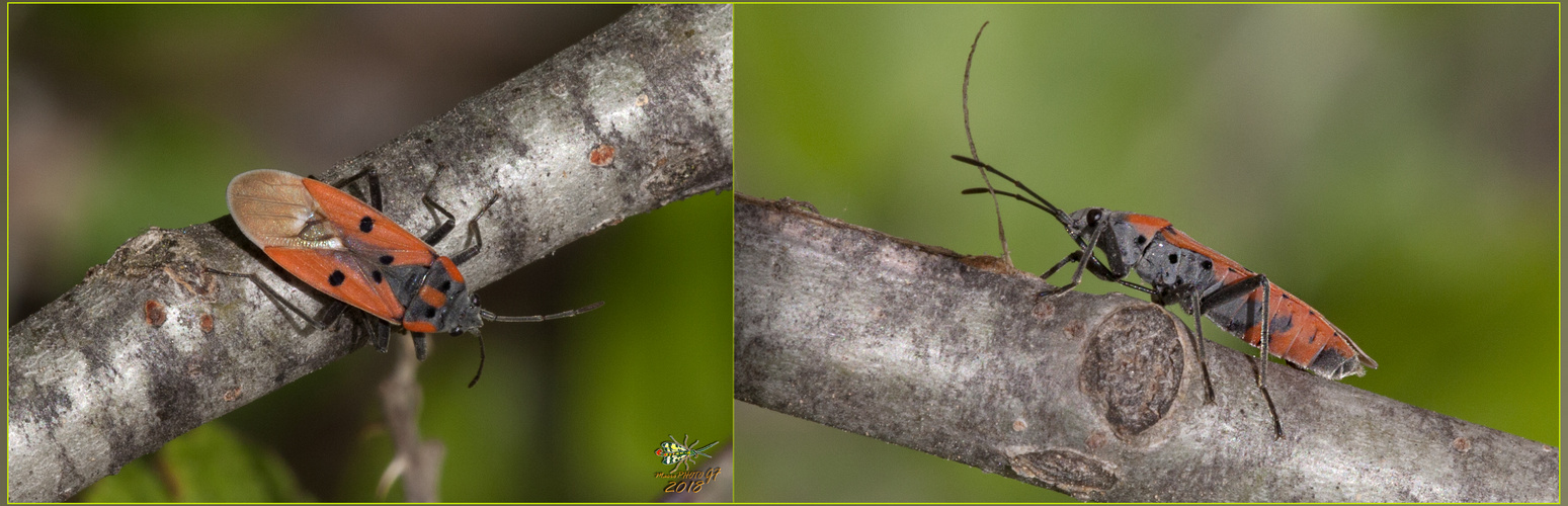 Pyrrhocoris Apterus  Linnaeus, 1758