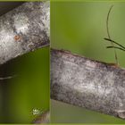 Pyrrhocoris Apterus  Linnaeus, 1758