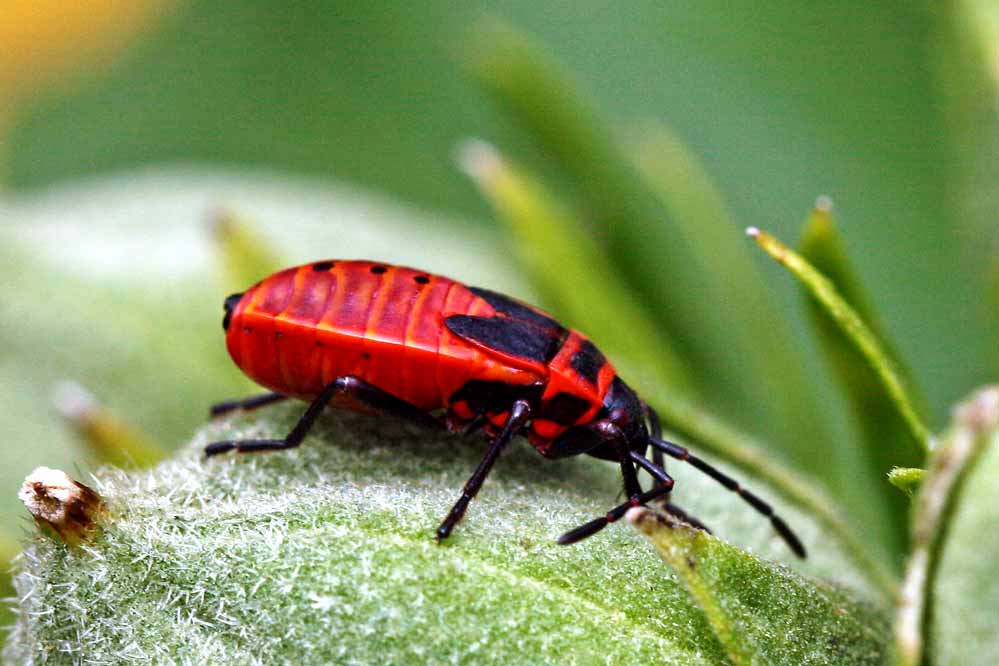 Pyrrhocoris apterus - Nymphe