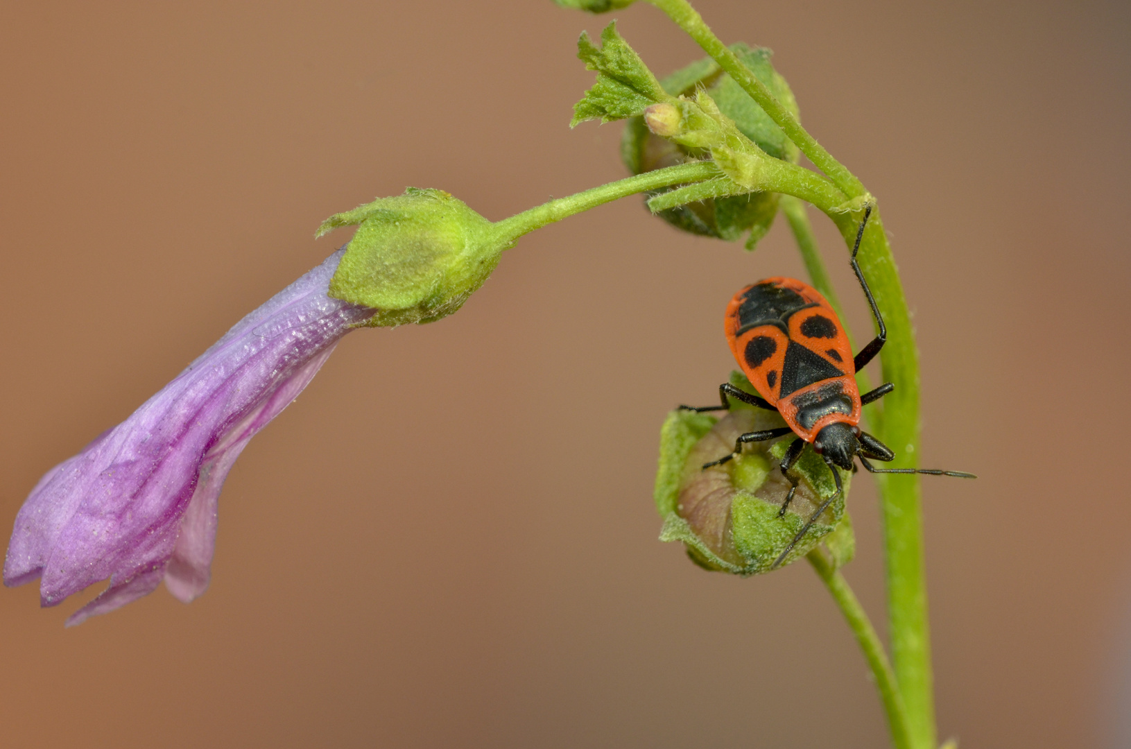 Pyrrhocoris apterus  o cimice rossonera 