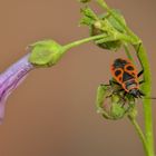 Pyrrhocoris apterus  o cimice rossonera 