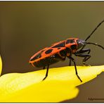 pyrrhocoris apterus............. überarbeitet