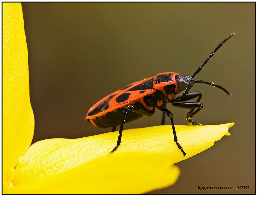 pyrrhocoris apterus............. überarbeitet