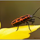 pyrrhocoris apterus............. überarbeitet