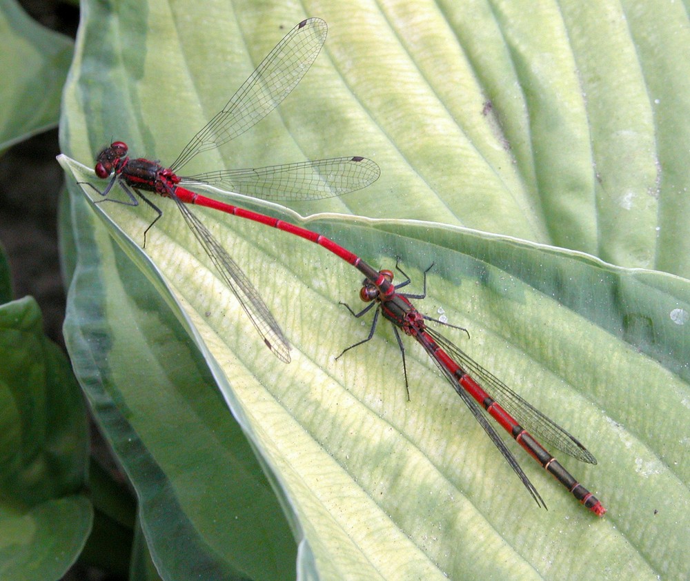 Pyrrhosoma nymphula