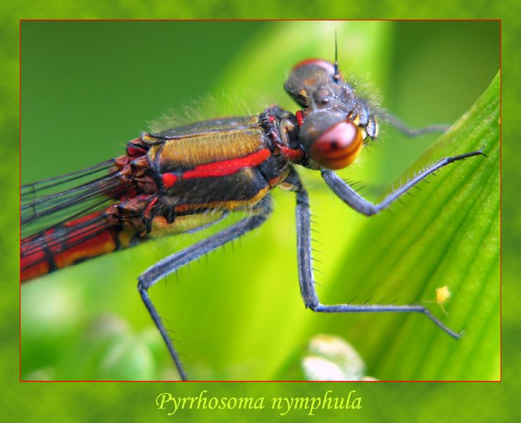 Pyrrhosoma nymphula