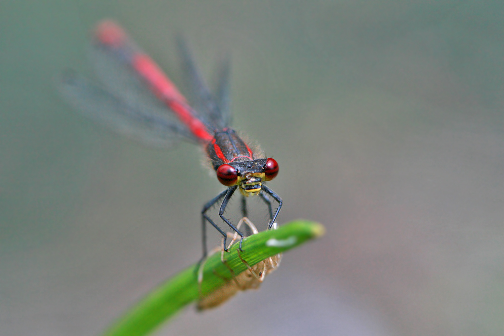 Pyrrhosoma nymphula