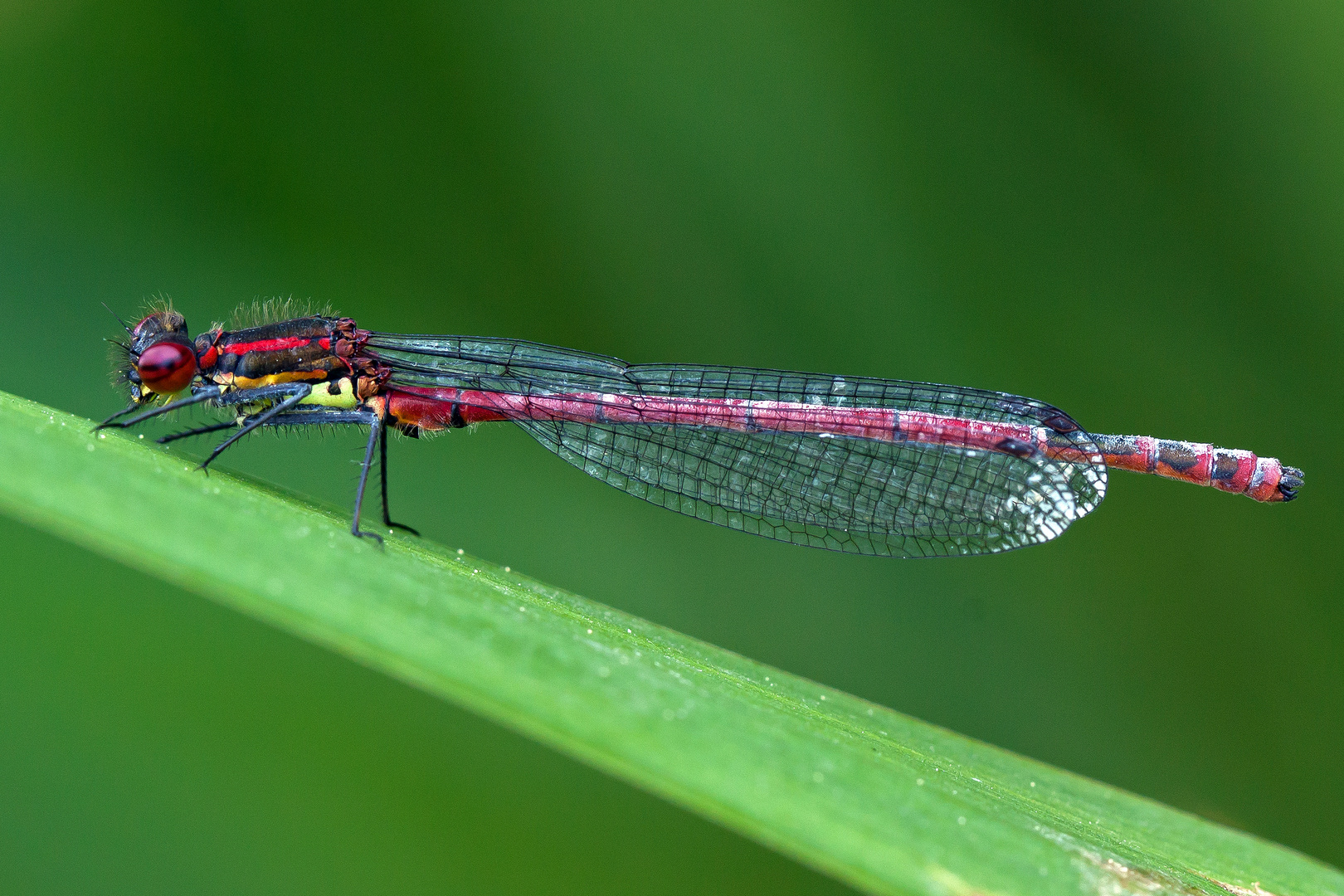  Pyrrhosoma nymphula